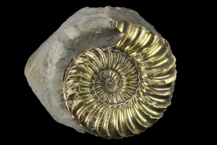 Pyritized (Pleuroceras) Ammonite Fossil - Germany #131123